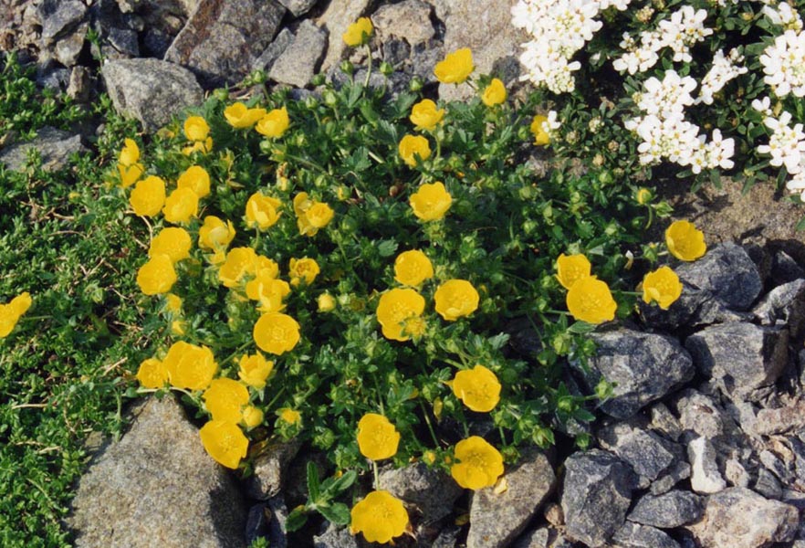 Potentilla aurea forme Pyrénées photo